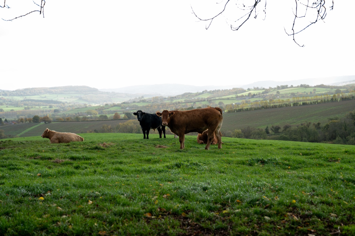 Hilston Park countryside